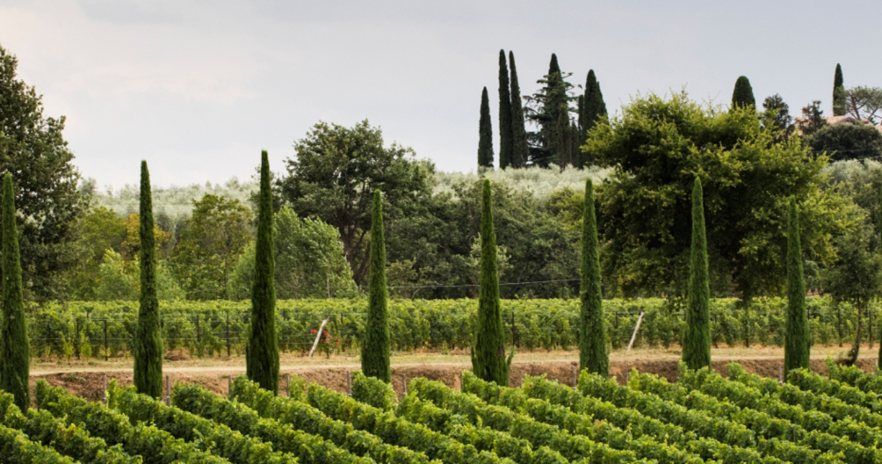 Tenuta Sette Ponti