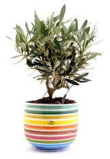 OLIVEN BONSAI